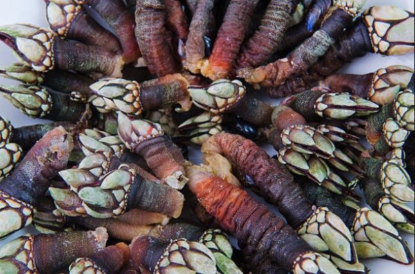 C Mo Cocer Percebes Consejos Y Trucos