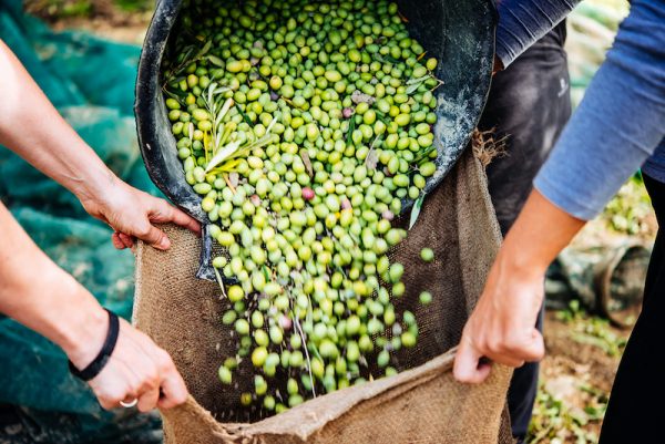 Tipos De Aceitunas Conoce Las Diferentes Variedades 1693